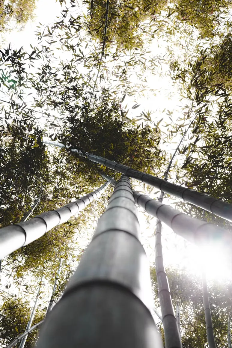 Bamboo forest